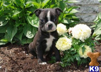 Boston Terrier Puppies for Sale